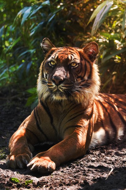 panthera
