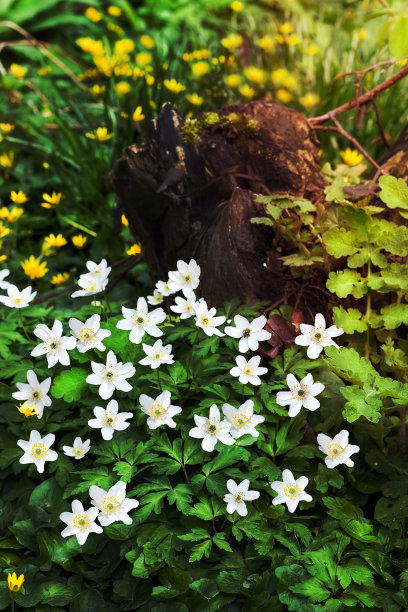 flora