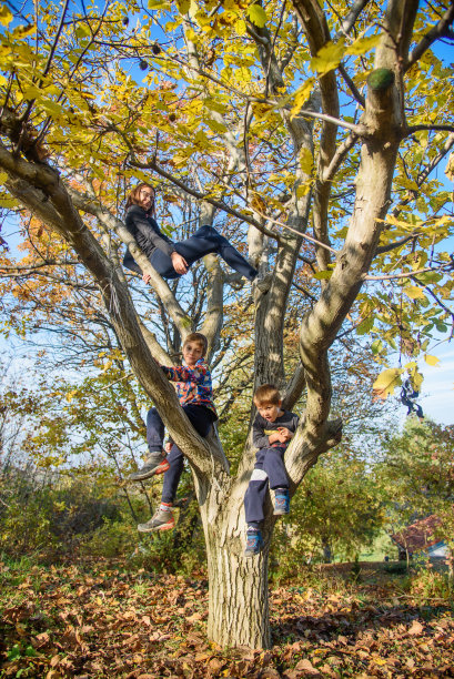 儿童攀爬树干