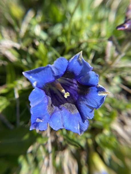gentian