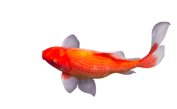 carassius