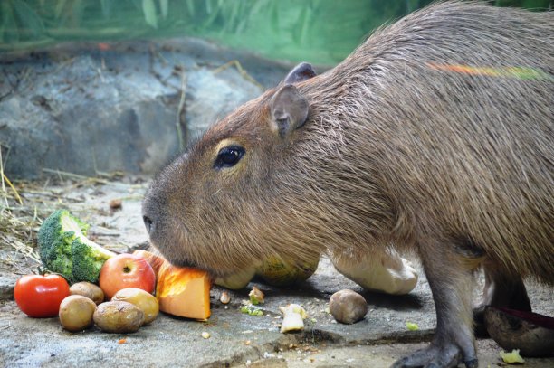 capybara