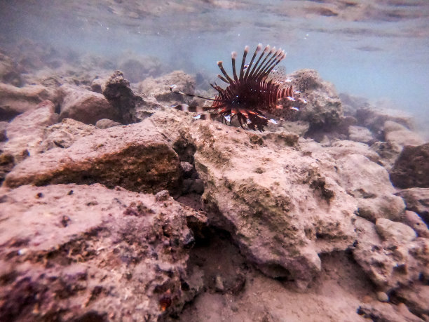 lionfish