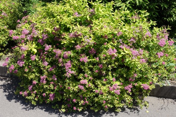 filipendula