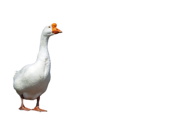 goose