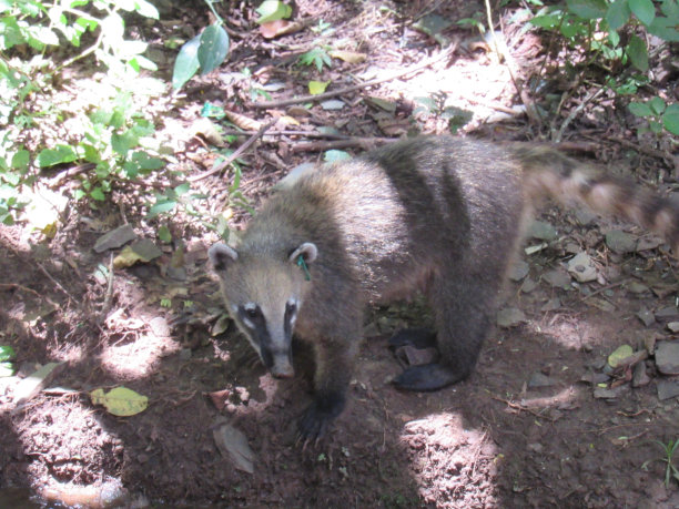 coatimundi
