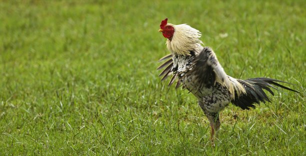 cock