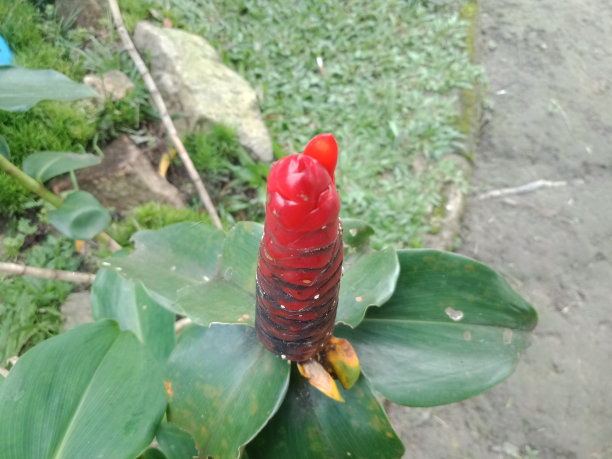 costus