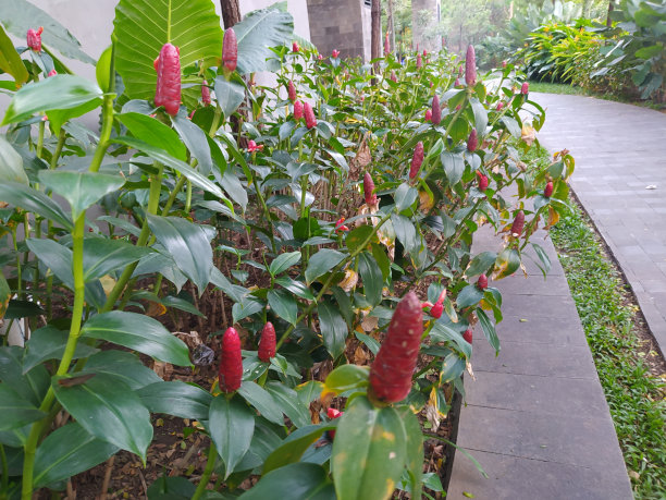 costus