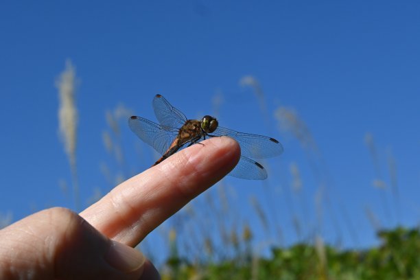 手上的蜻蜓