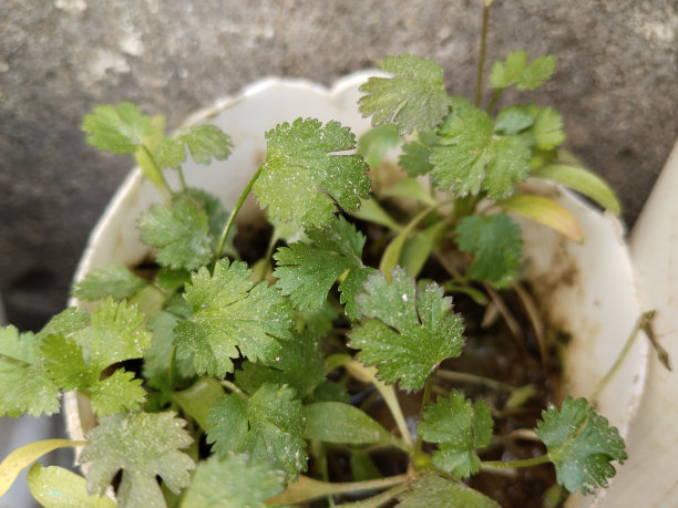 cilantro