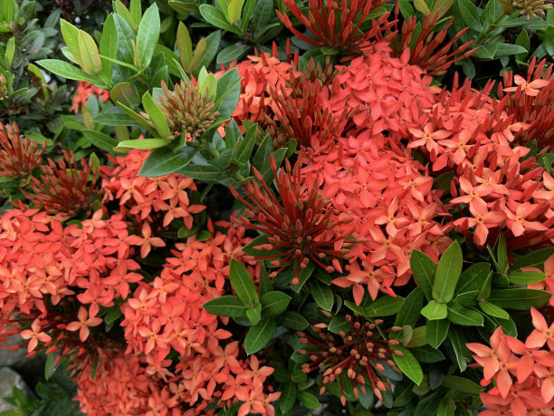 ixora