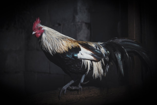 cock