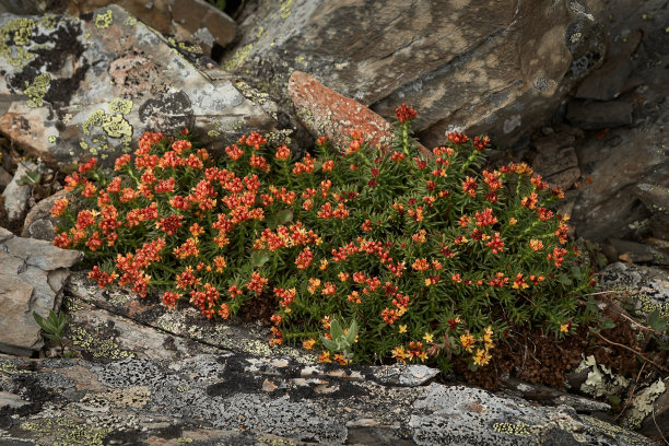 rhodiola