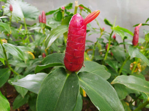 costus