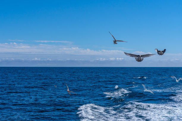 飞鸟蓝色大海壁纸