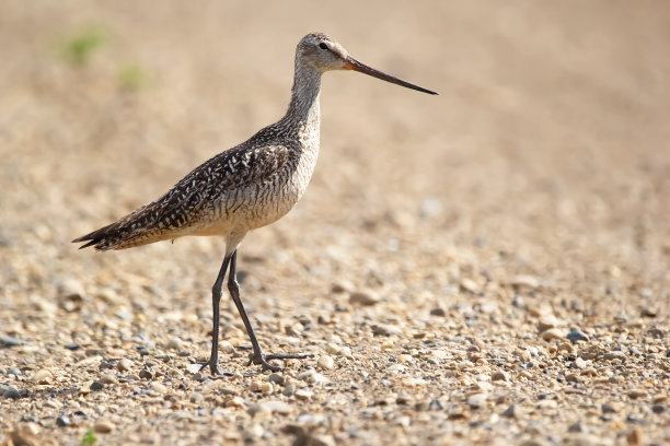 limosa