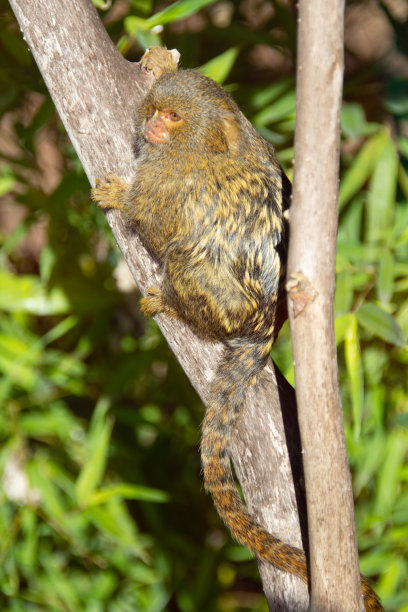 marmoset