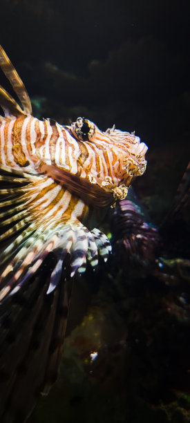 lionfish