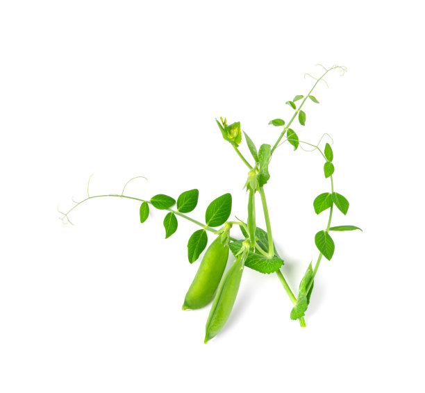 legume