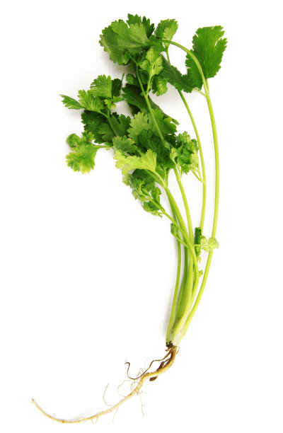 cilantro