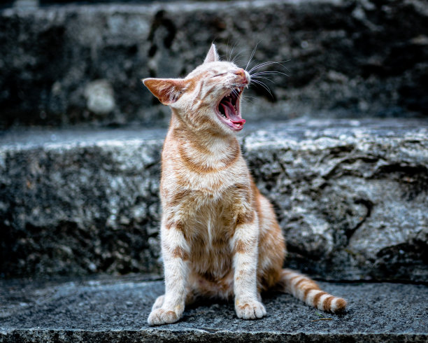 stray