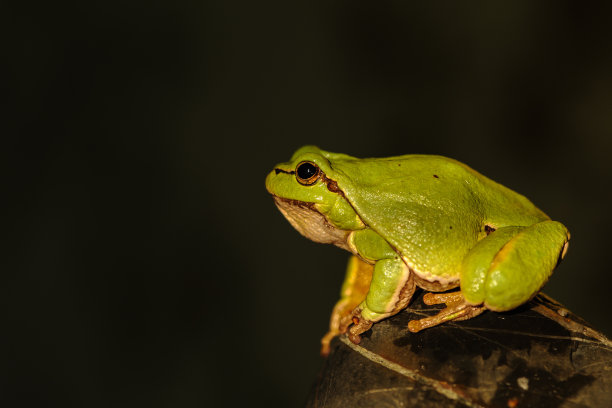 dendrobates