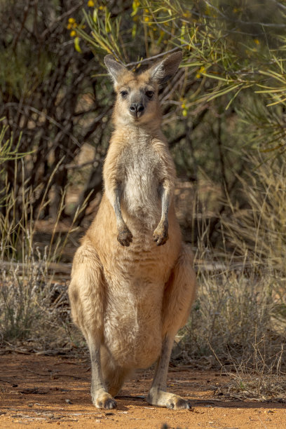 wallaroo