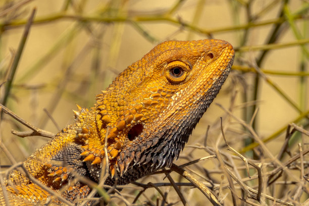 agama