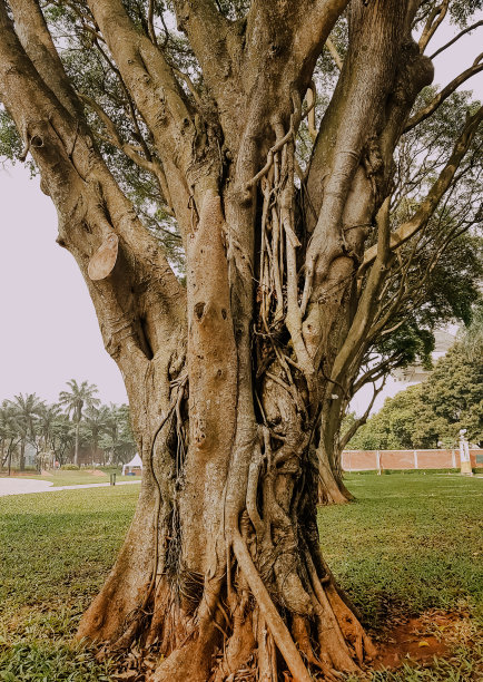 banyan