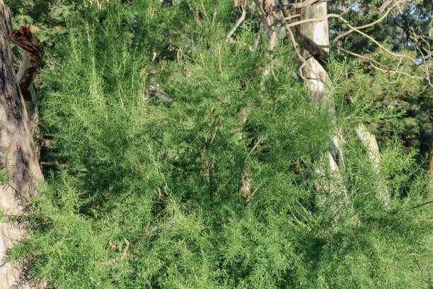 bushveld
