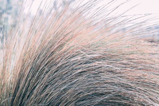 wispy