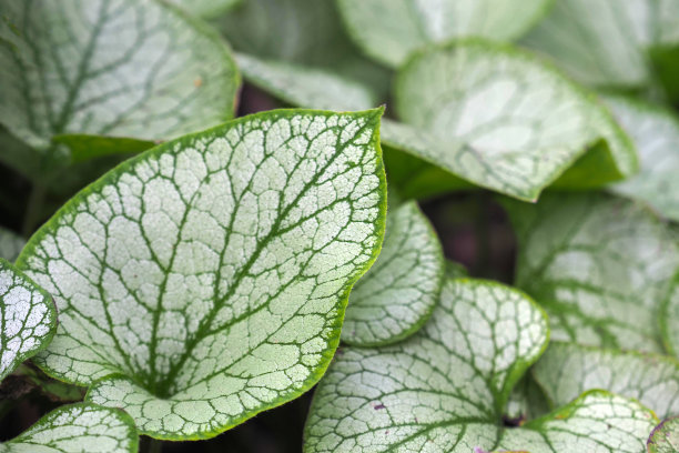 brunnera