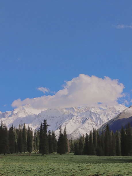 户外蓝天白云草地树林图片