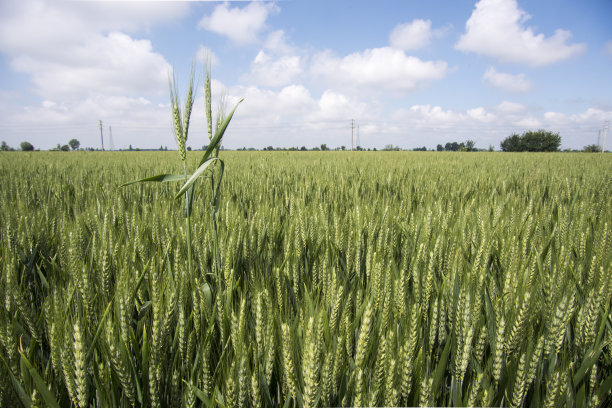 triticum
