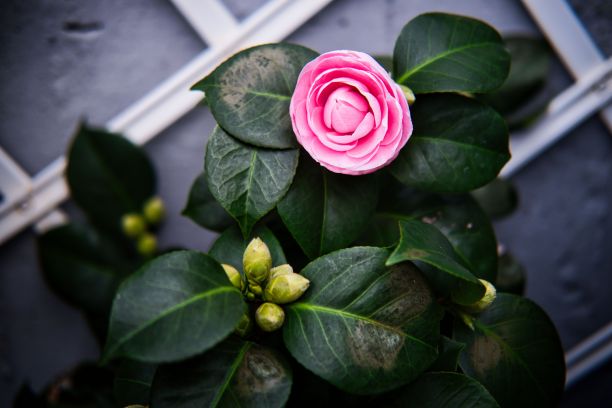 bloom