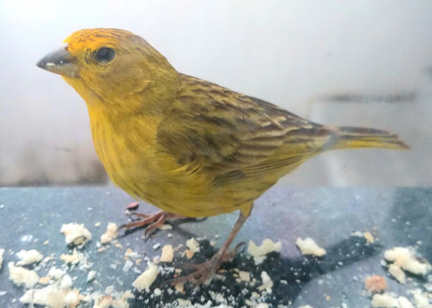 canary