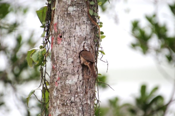 perched