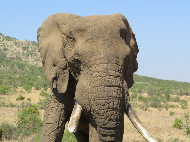 ivory