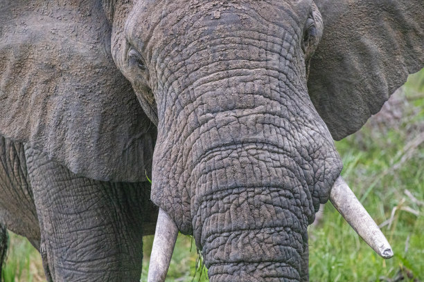 pachyderm