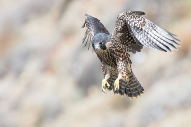 falcon