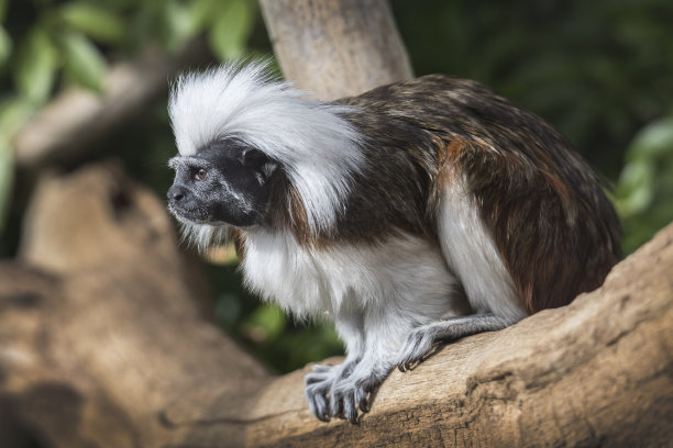 saguinus