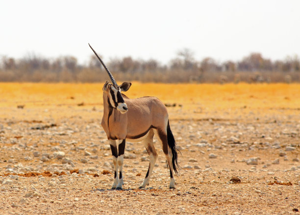 gemsbok
