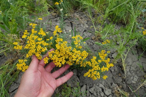 achillea