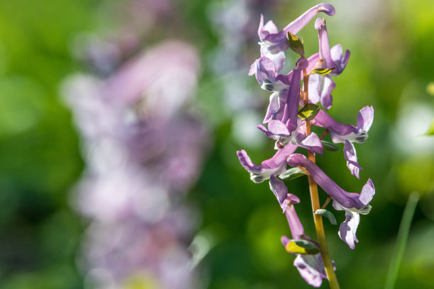 corydalis