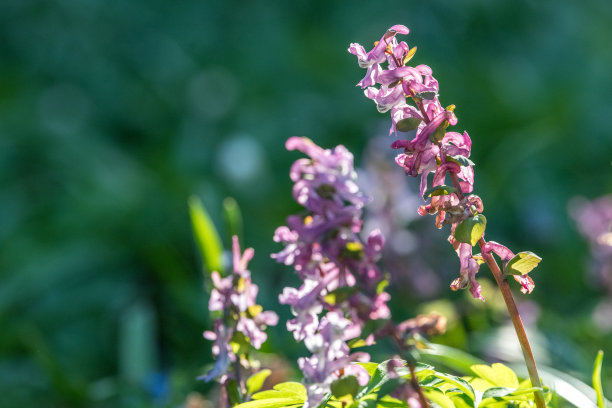 corydalis
