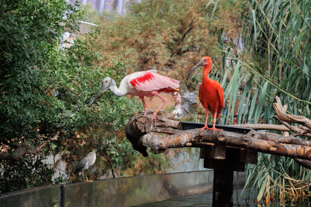 ibis