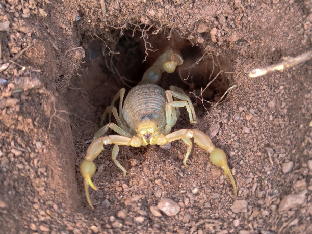 scorpio
