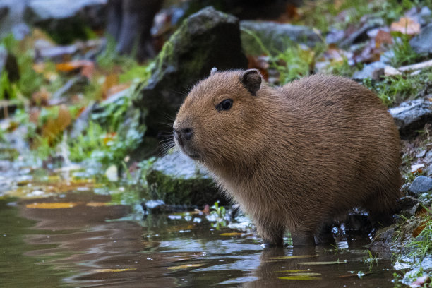 capybara