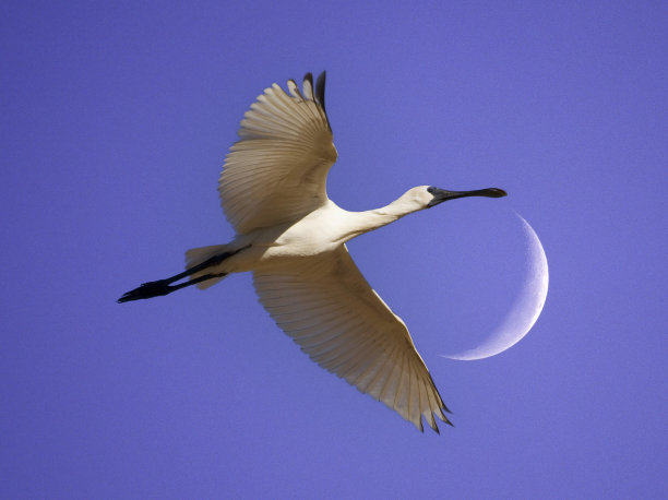 spoonbill